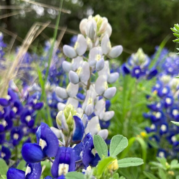 Meet your Posher, Schelle D - Picture 1 of 1